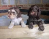 Cocker Spaniel (Show)