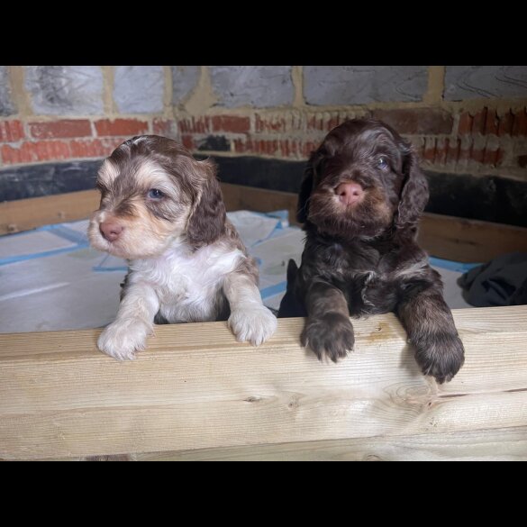 Cocker Spaniel (Show)