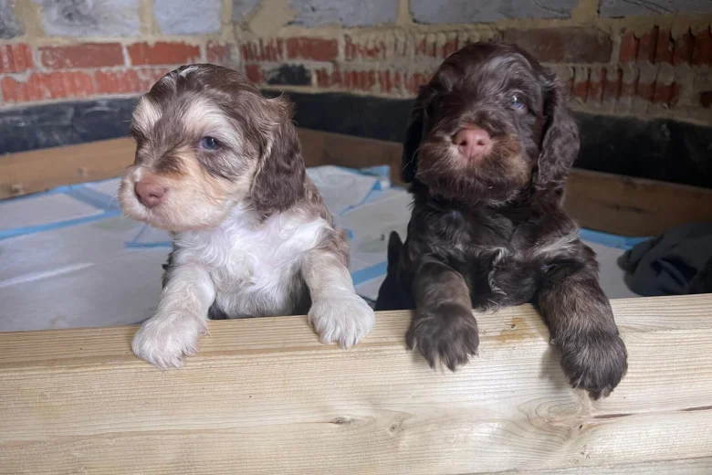 Cocker Spaniel (Show)