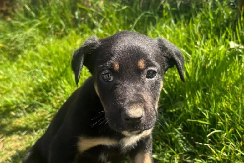 Border Collie