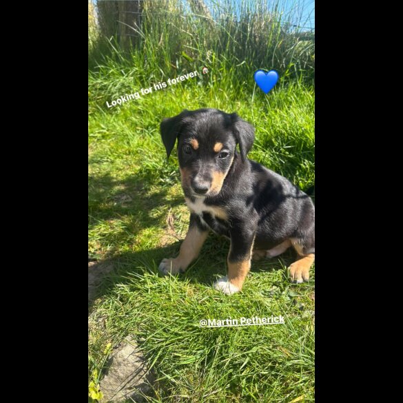 Border Collie