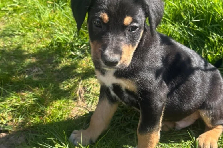 Border Collie