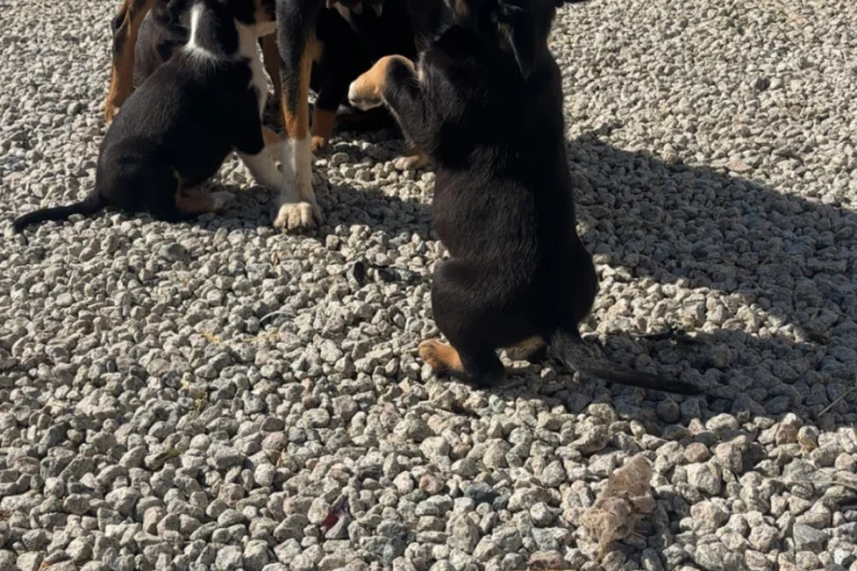 Border Collie