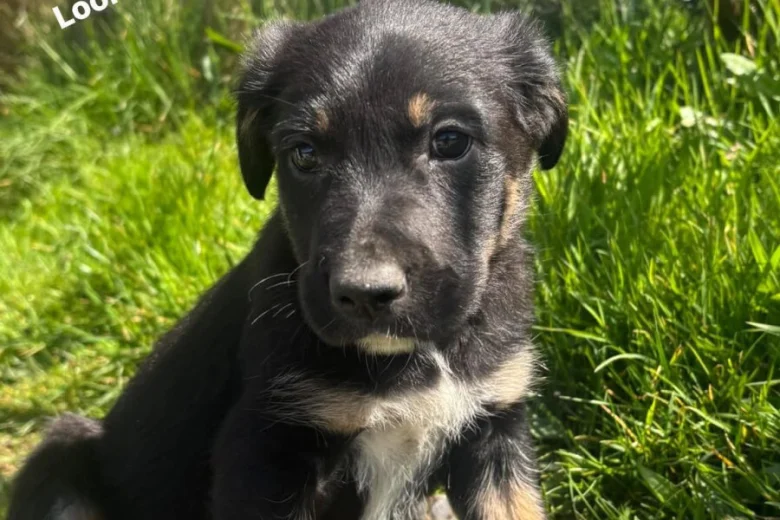 Border Collie
