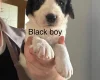 Bordoodle