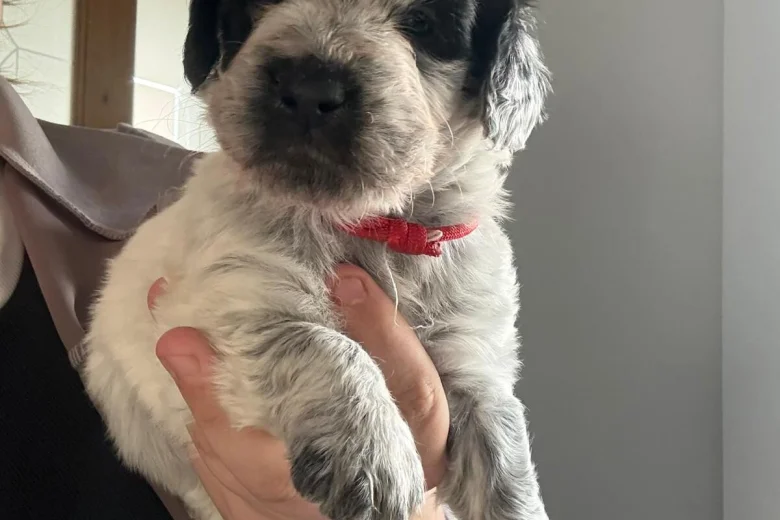 Bordoodle