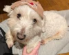 Coton De Tulear