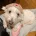 Coton De Tulear