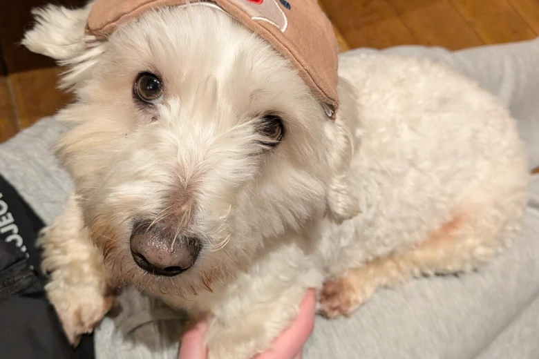 Coton De Tulear