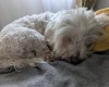 Coton De Tulear
