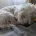Coton De Tulear
