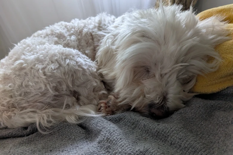 Coton De Tulear