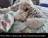 Coton De Tulear