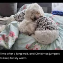 Coton De Tulear