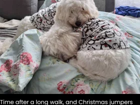 Coton De Tulear