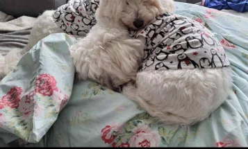 Coton De Tulear