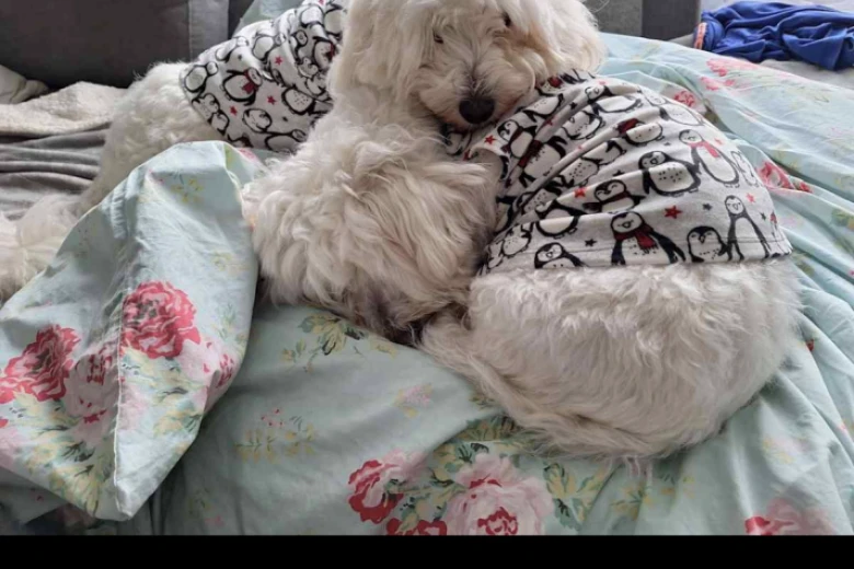 Coton De Tulear