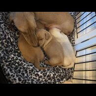 Dachshund (Miniature Smooth Haired)