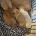 Dachshund (Miniature Smooth Haired)