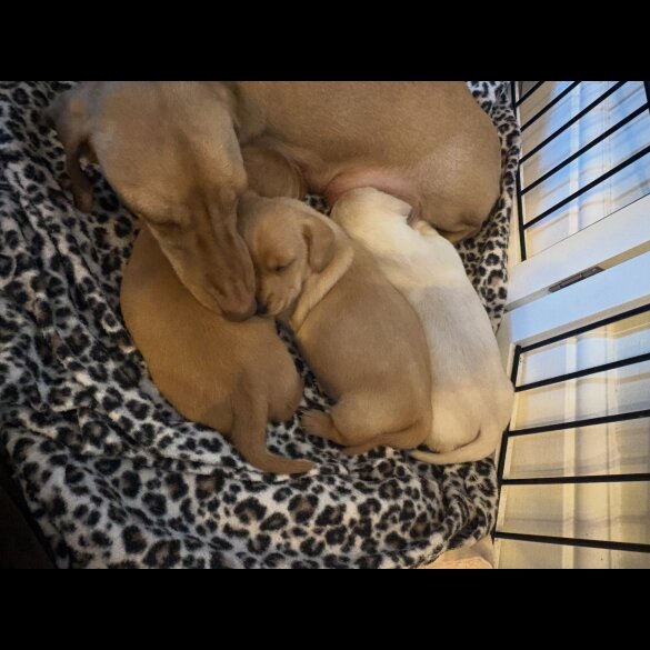 Dachshund (Miniature Smooth Haired)