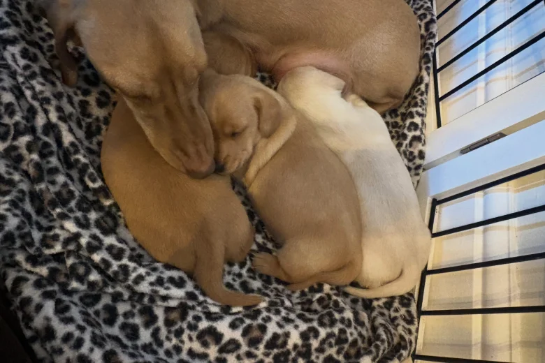 Dachshund (Miniature Smooth Haired)