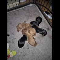 Cavalier King Charles Spaniel