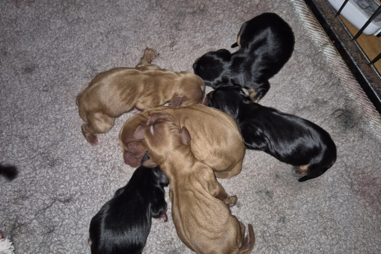 Cavalier King Charles Spaniel