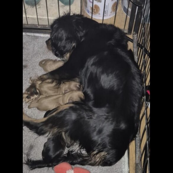 Cavalier King Charles Spaniel