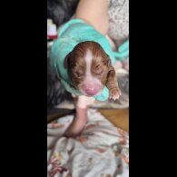 Cavalier King Charles Spaniel