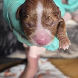 Cavalier King Charles Spaniel
