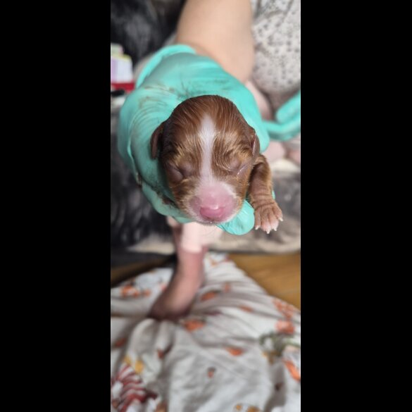 Cavalier King Charles Spaniel