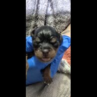 Cavalier King Charles Spaniel