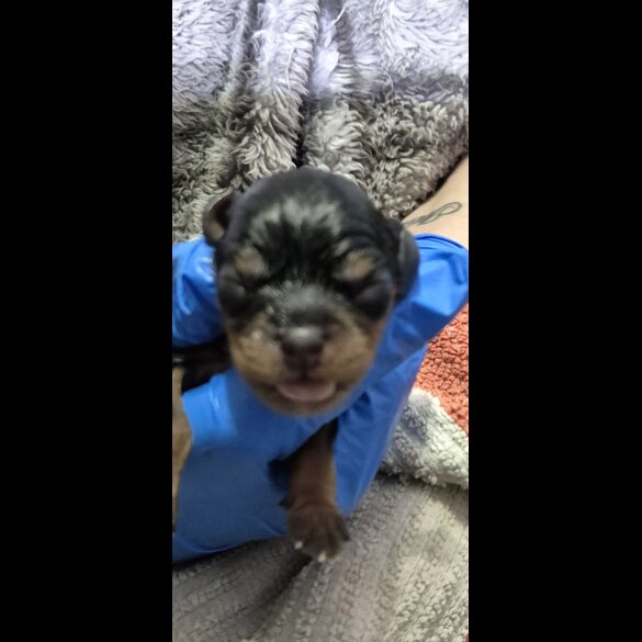 Cavalier King Charles Spaniel