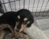 Dachshund (Miniature Long Haired)
