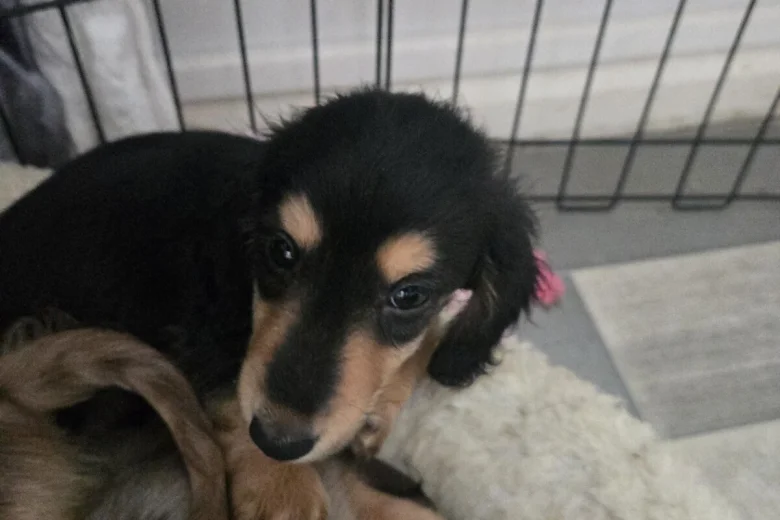 Dachshund (Miniature Long Haired)
