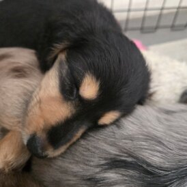 Dachshund (Miniature Long Haired)