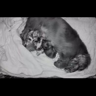 Dachshund (Miniature Long Haired)