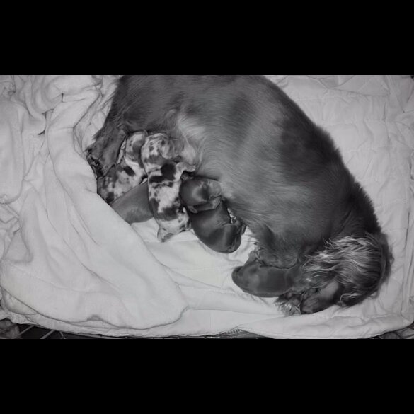 Dachshund (Miniature Long Haired)