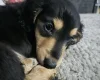 Dachshund (Miniature Long Haired)