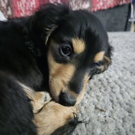 Dachshund (Miniature Long Haired)