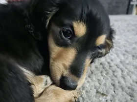 Dachshund (Miniature Long Haired)
