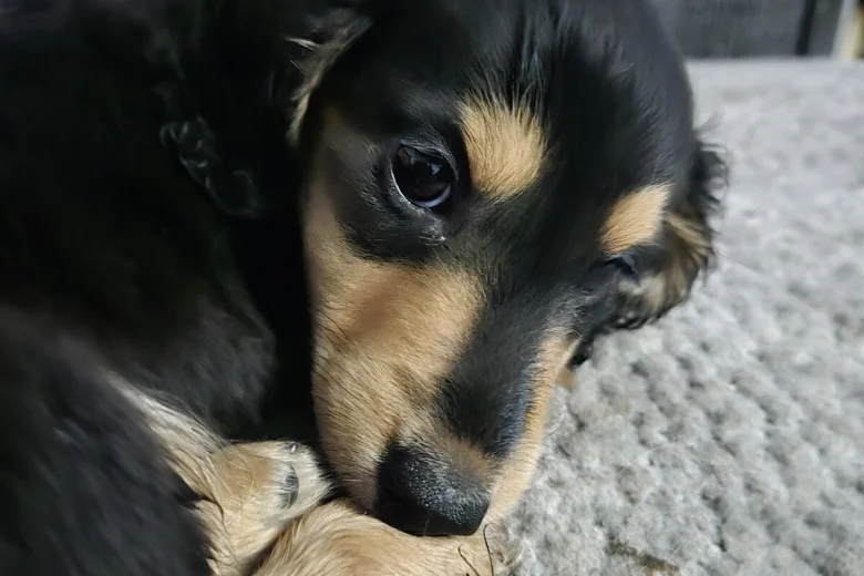 Dachshund (Miniature Long Haired)