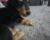 Dachshund (Miniature Long Haired)