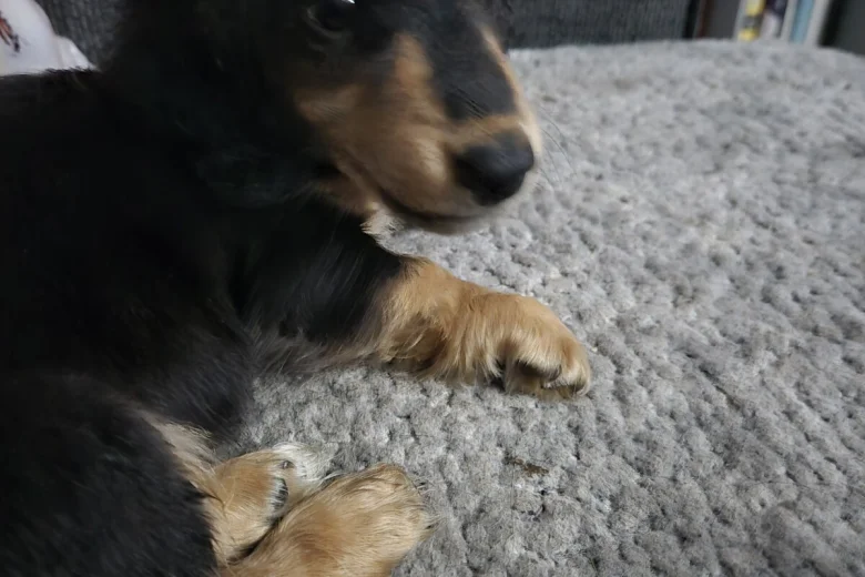Dachshund (Miniature Long Haired)