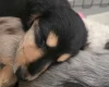 Dachshund (Miniature Long Haired)