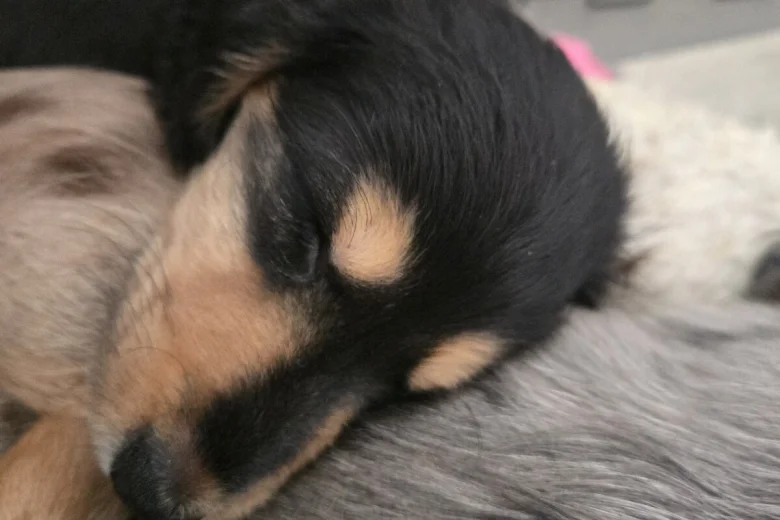 Dachshund (Miniature Long Haired)