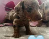 Dachshund (Miniature Long Haired)
