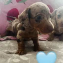 Dachshund (Miniature Long Haired)