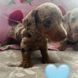 Dachshund (Miniature Long Haired)