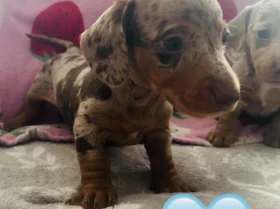 Dachshund (Miniature Long Haired)